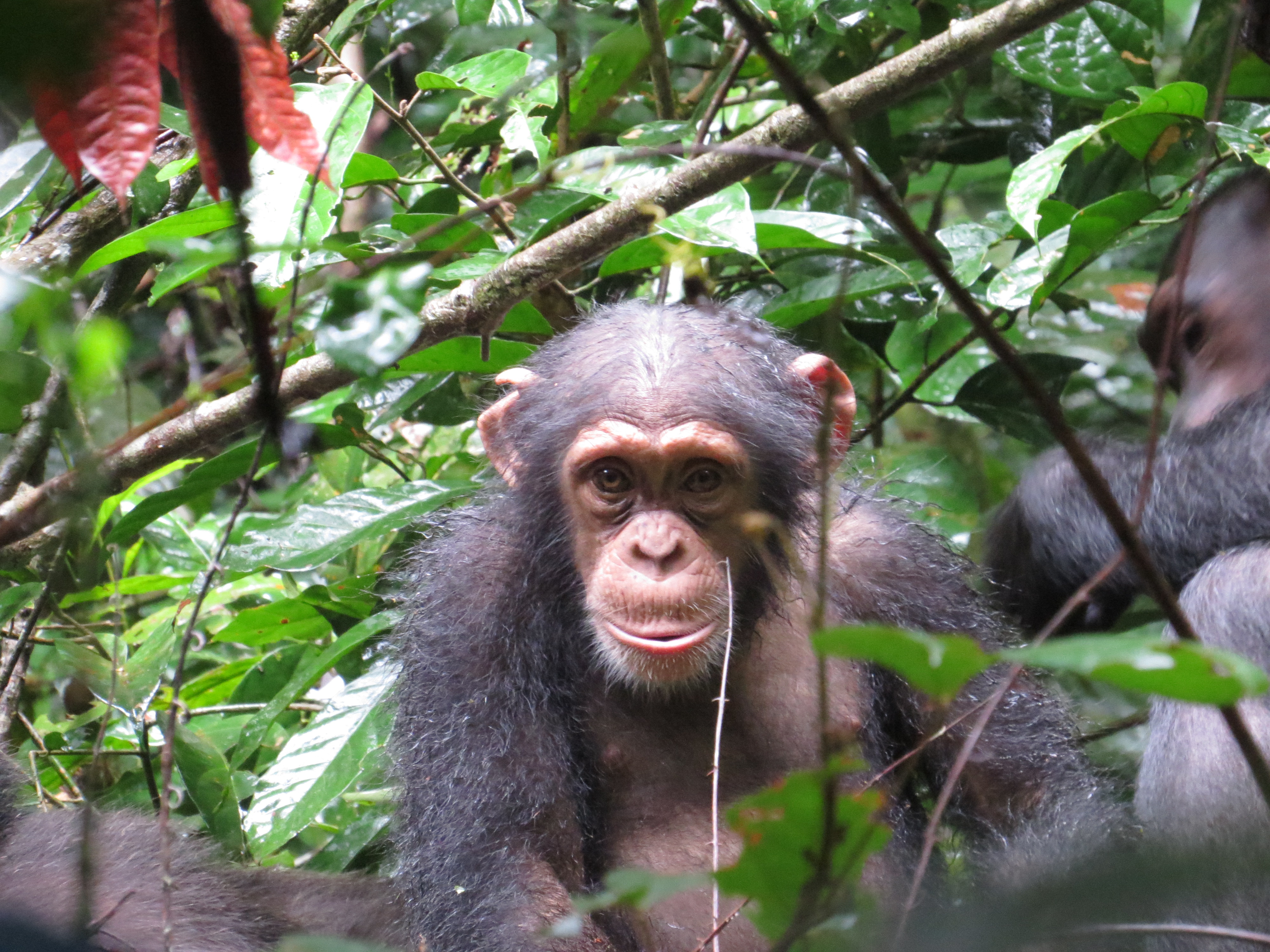 Akalé, chimpanzé juvénile – Écotourisme Taï